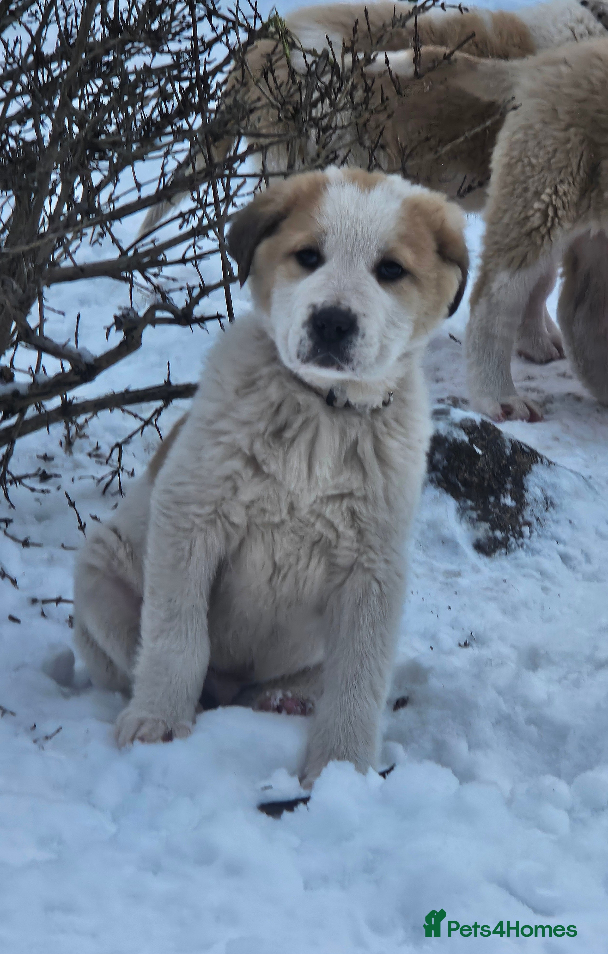 Central Asian Shepherd dogs Beautiful central Asian shepherd puppies - Advert 1