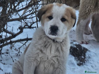Central Asian Shepherd dogs Beautiful central Asian shepherd puppies - Advert 2