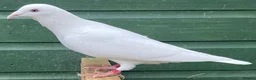 Pigeons birds for sale: White racing pigeons from Busscheart Tornado lines in Halstead - Advert 2