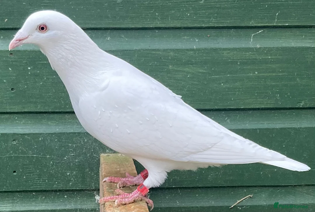 Pigeons birds for sale: White racing pigeons from Busscheart Tornado lines in Halstead - Advert 2