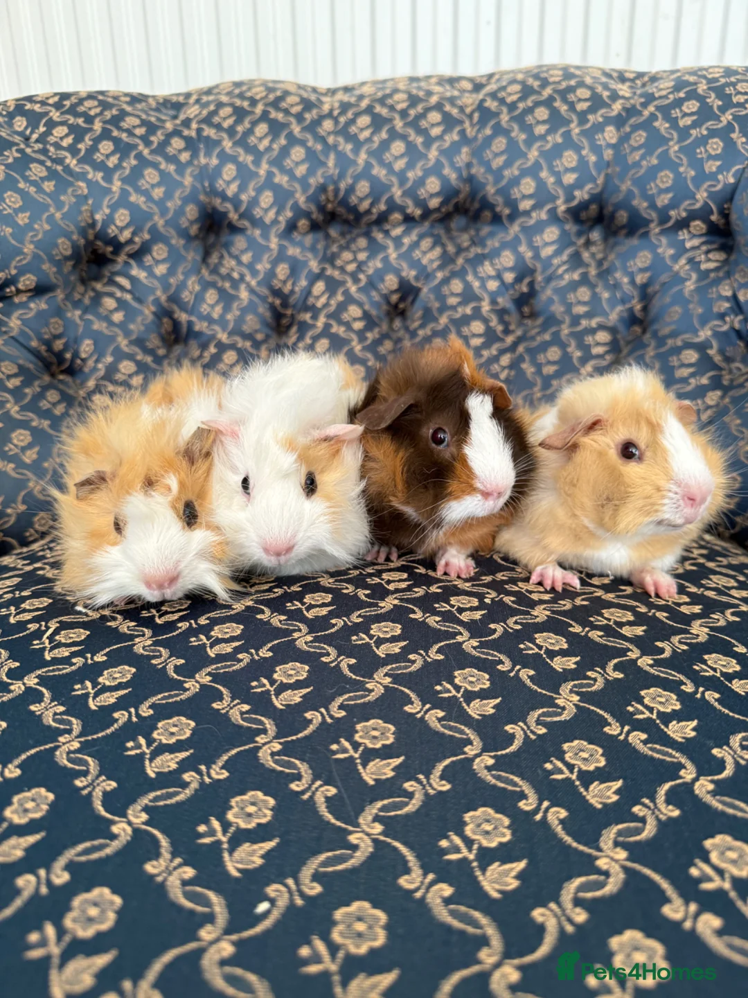 Guinea Pig rodents for sale: Baby boar Guinea Pigs in Trowbridge - Advert 1