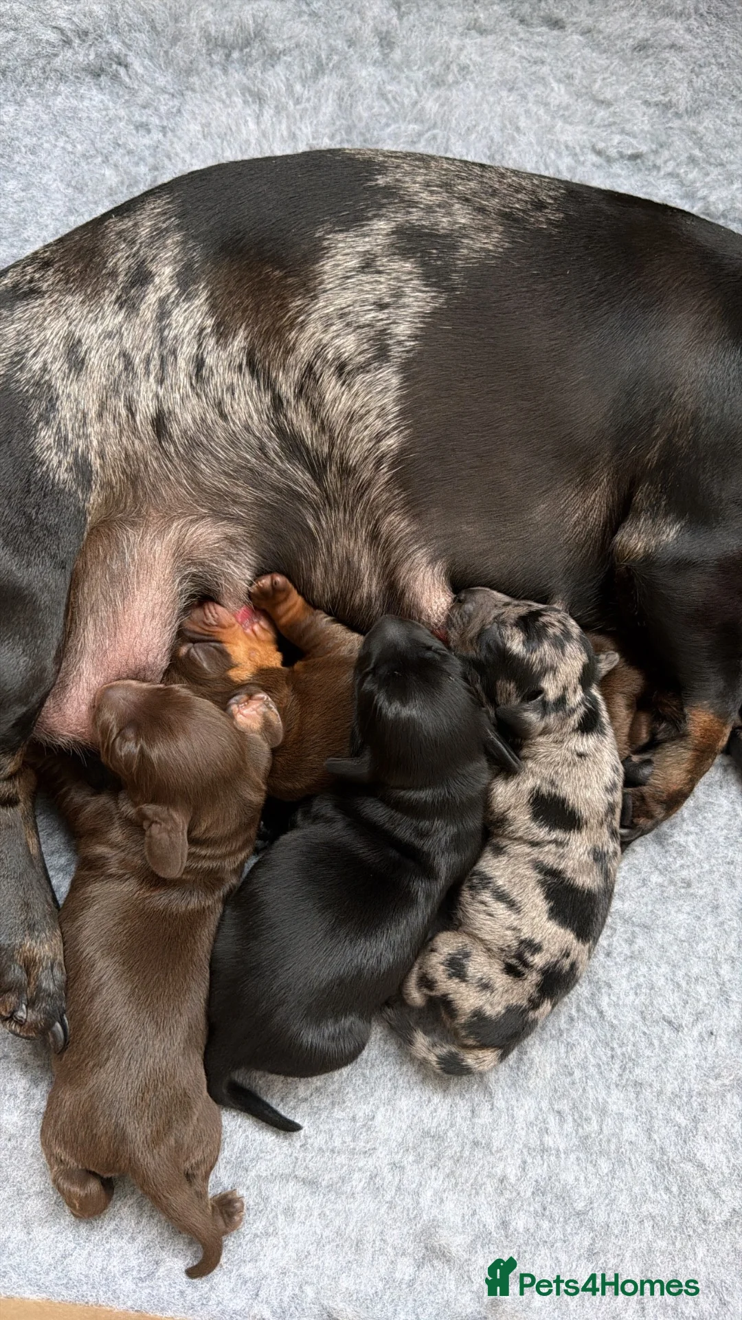 Miniature Dachshund dogs for sale: True Miniature Dachshund Puppies, Ready InDecember - Advert 1