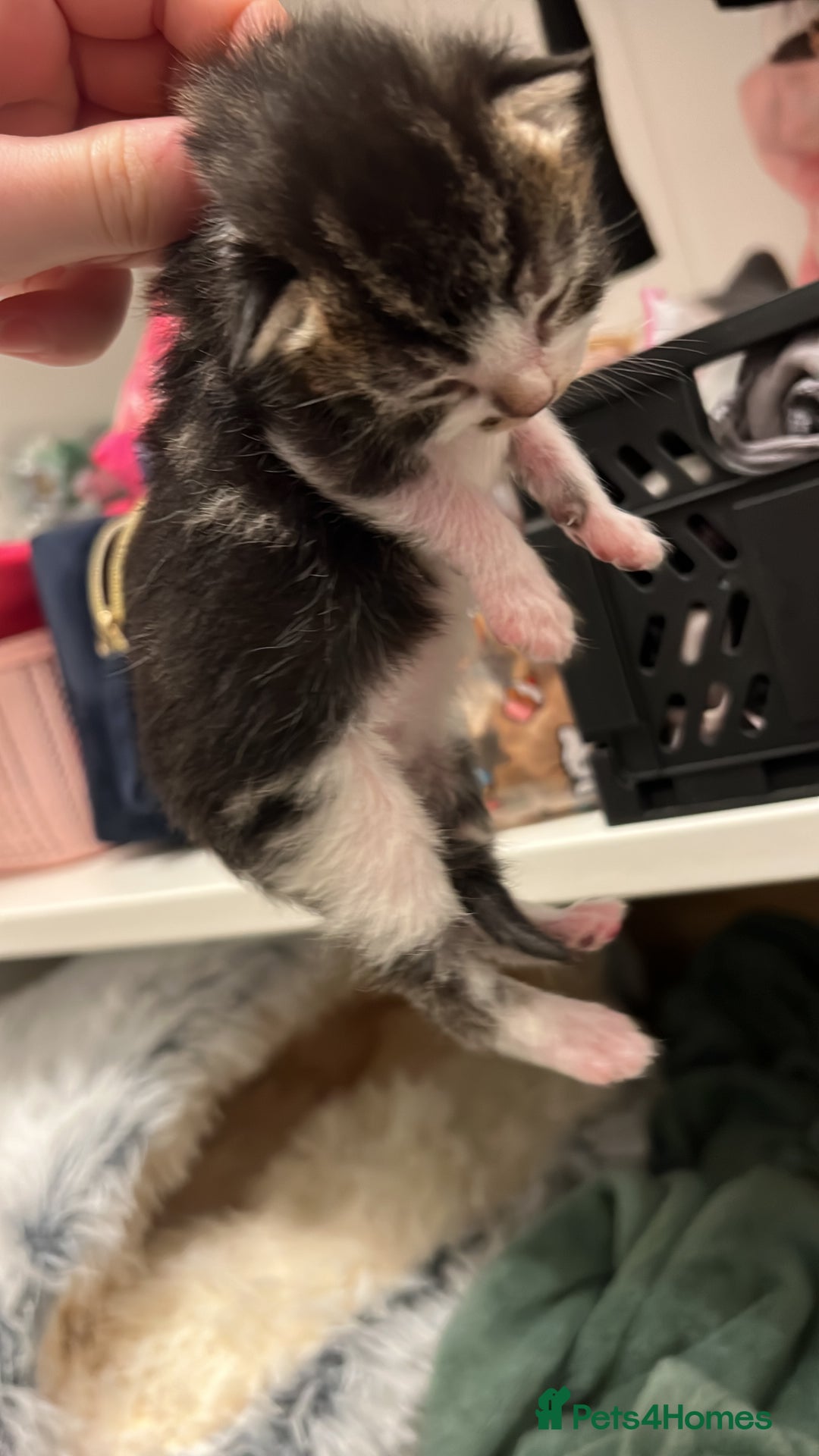 Mixed Breed cats for sale: Cheap Kittens for sale  (Ready to go asap) - Advert 26