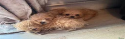 Maltipoo dogs for sale: Asian tiny x-small multipoo puppies  - Advert 16