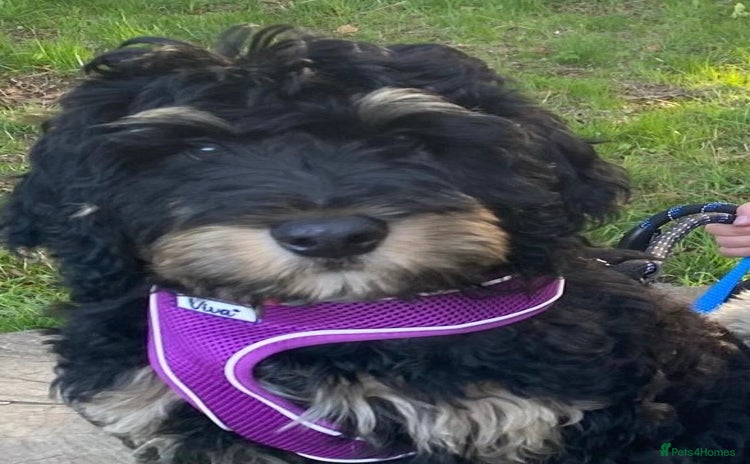 Bernedoodle dogs - Advert 2