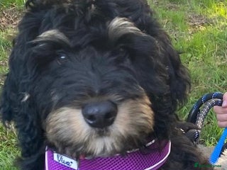 Bernedoodle dogs - Advert 1