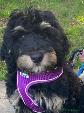 Bernedoodle dogs - Advert 1