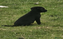 Labrador Retriever dogs for sale: Gorgeous black lab pups - Image 10