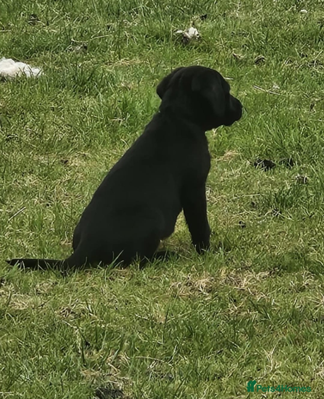 Labrador Retriever dogs for sale: Gorgeous black lab pups - Image 10
