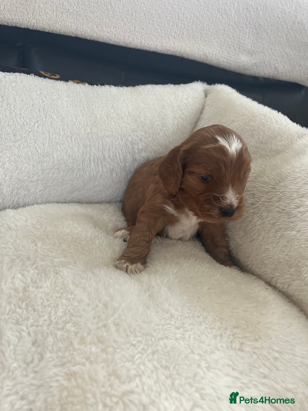 Cockapoo dogs for sale: Gorgeous cockapoo puppies for sale - Advert 3