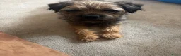 Border Terrier dogs for sale: KC Pedigree Border Terrier Pups - Advert 15