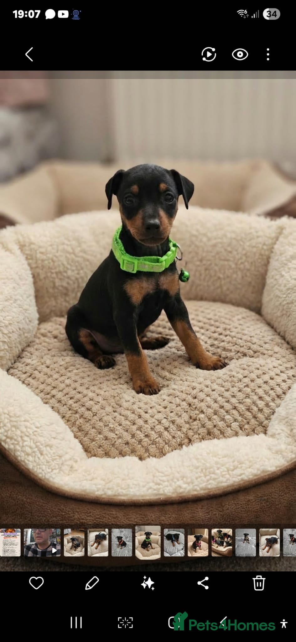 Miniature Pinscher dogs Miniature Pinscher Puppies–Healthy&Well Socialised - Advert 11