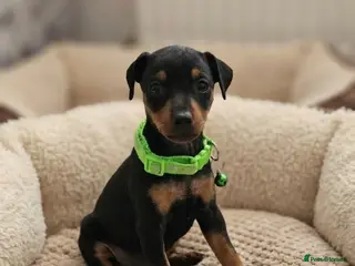 Miniature Pinscher dogs Miniature Pinscher Puppies–Healthy&Well Socialised - Advert 11