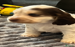 Cocker Spaniel dogs for sale: True show cocker spaniel pups  - Image 17