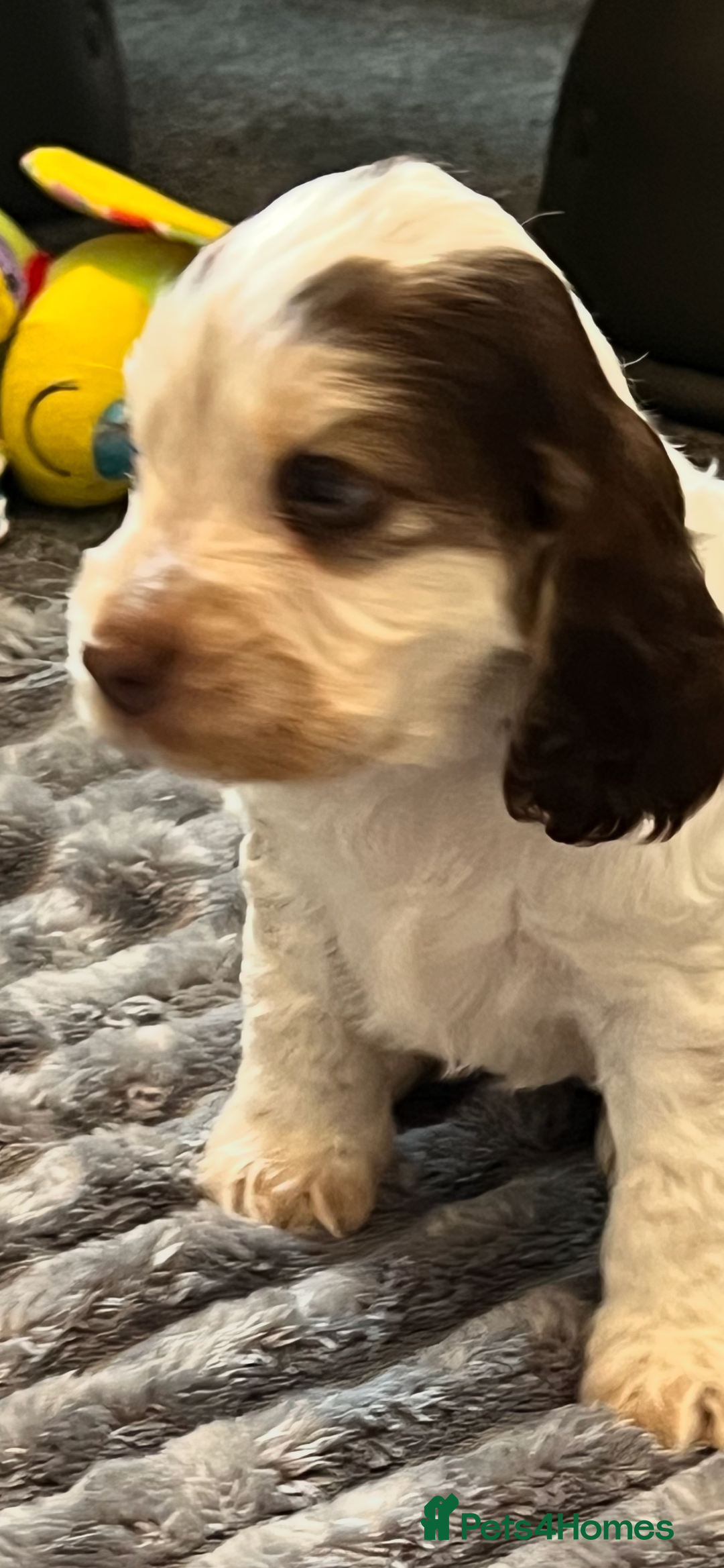 Cocker Spaniel dogs for sale: True show cocker spaniel pups  - Image 17