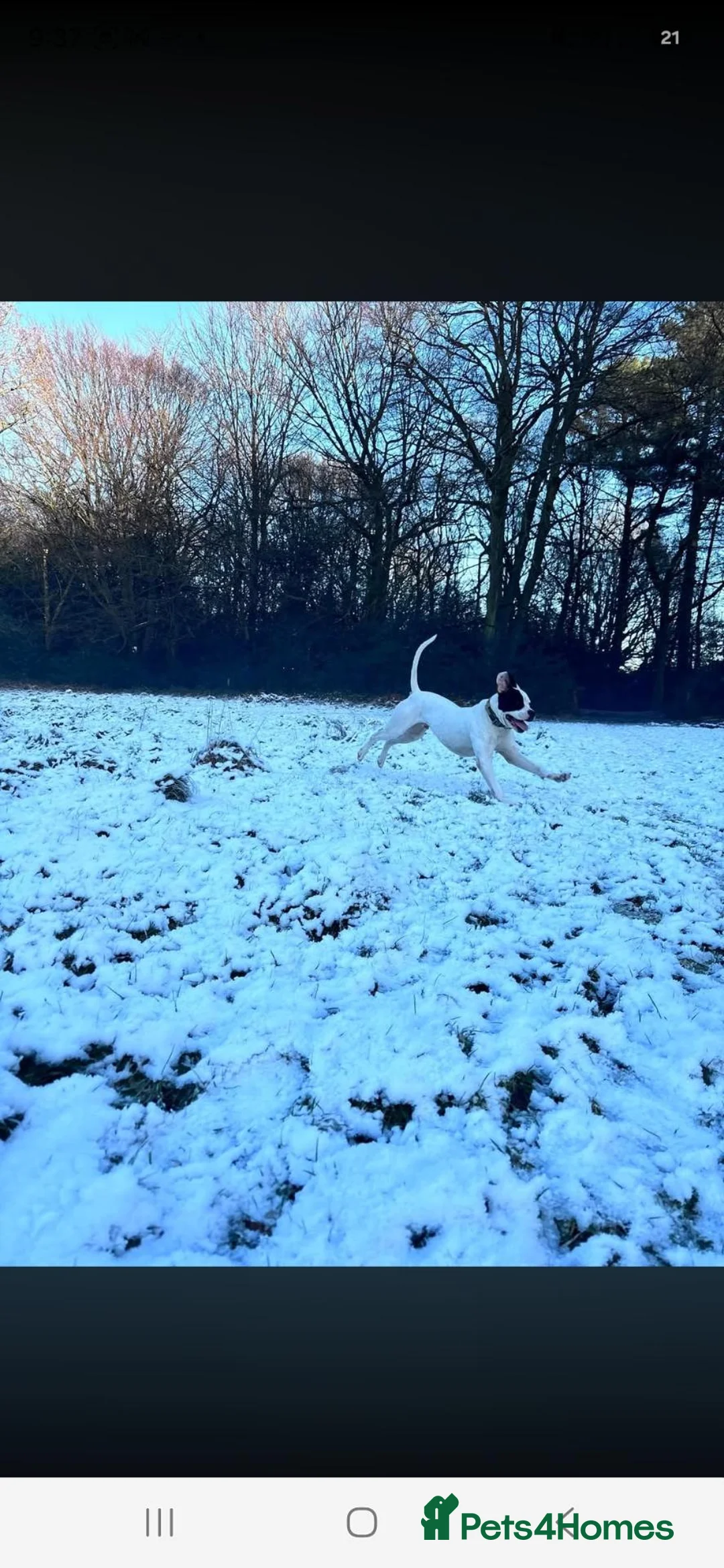 American Bulldog dogs for sale: American bulldog  in Crawley - Advert 7
