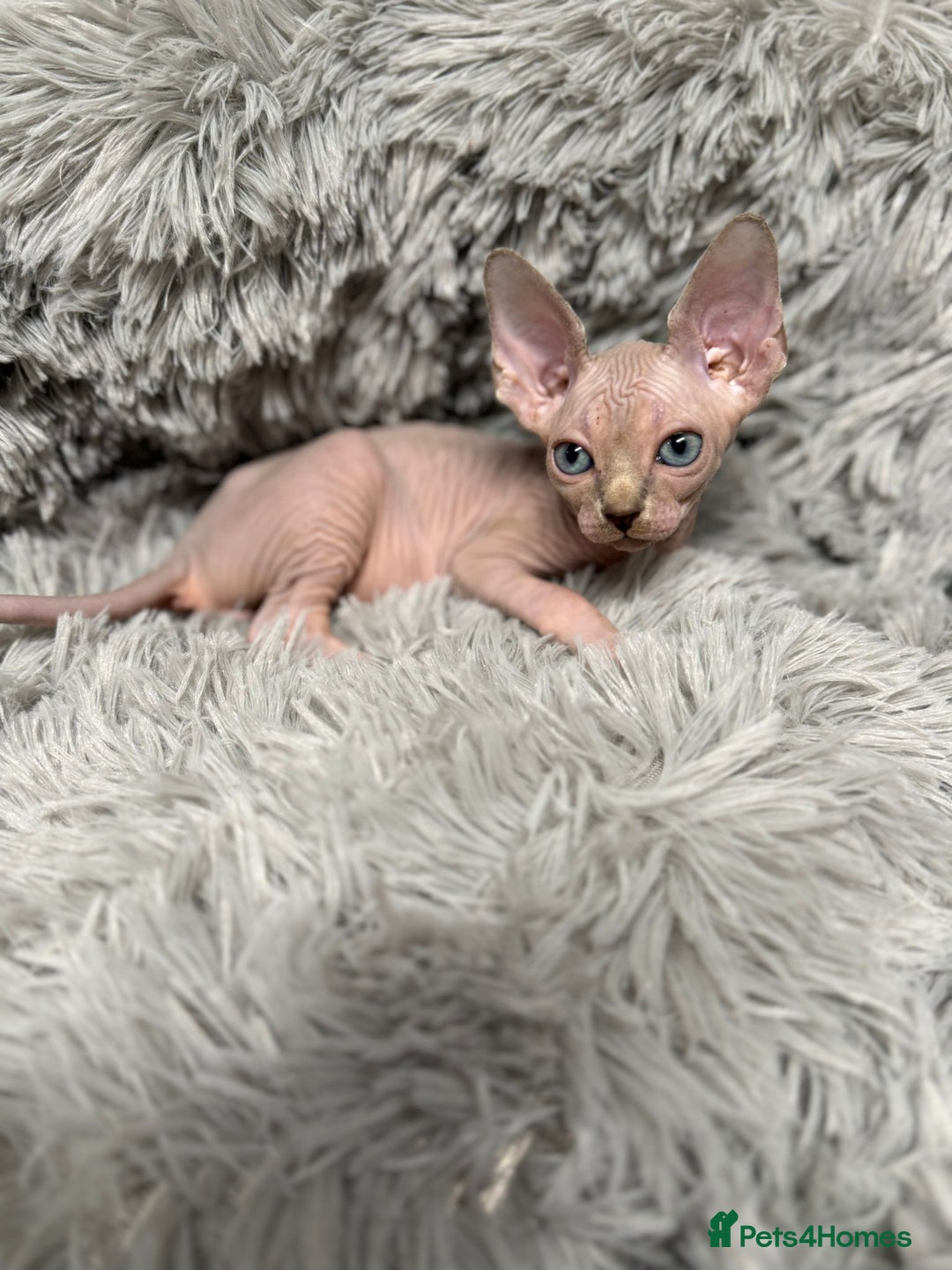 Sphynx cats for sale: TICA Reg Sphynx Kittens, Extensive Genetic Testing - Advert 6