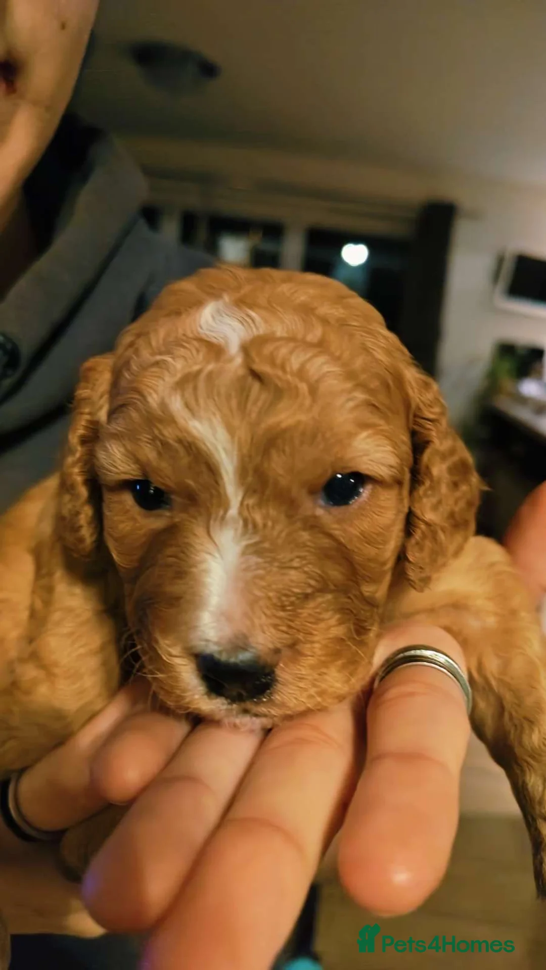 Mixed Breed dogs for sale: gorgeous cockacavapoochon for sale!! - Advert 9