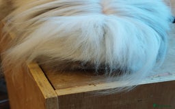 Mini Lion Lop rabbits for sale: Pure bred Dm mini lionlop buck  - Image 3