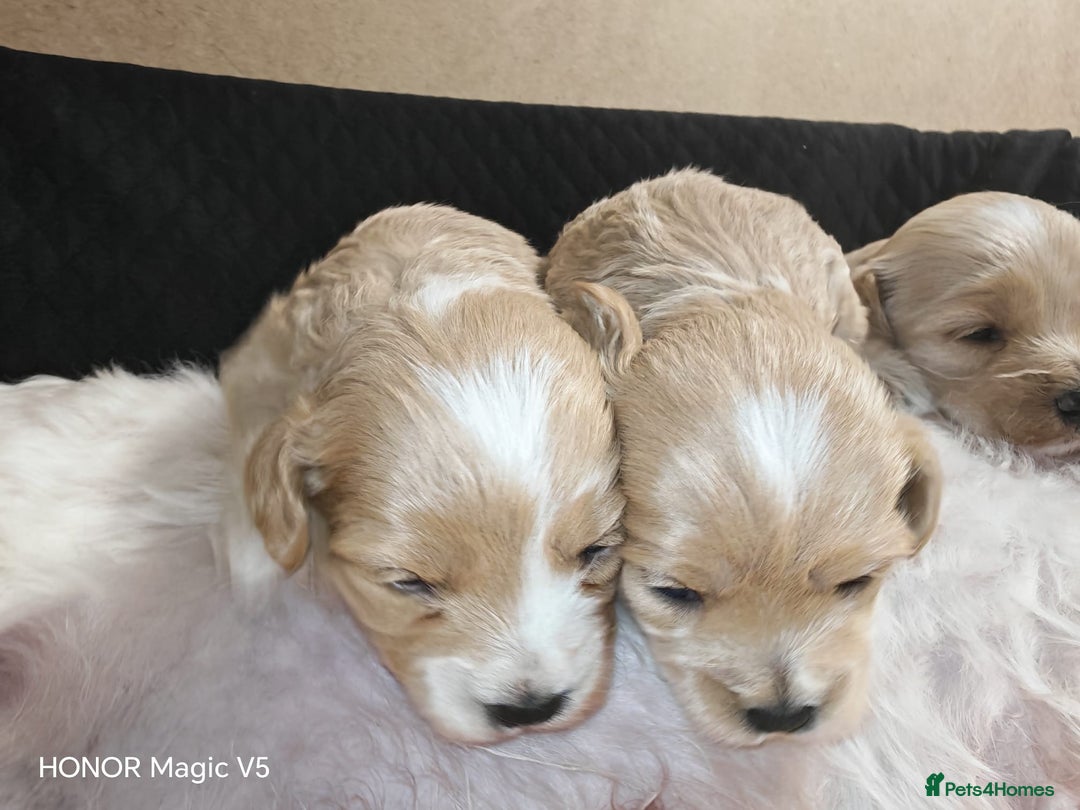 Maltipoo dogs for sale: Miniature Maltipoo Ready to leave soon - Advert 10