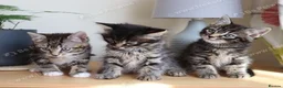 Mixed Breed cats for sale: Tabby kittens ready Now  - Advert 3