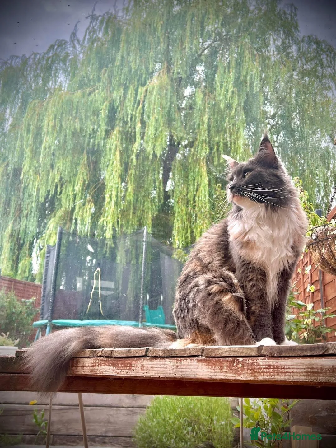 Maine Coon cats for sale: Pedigree Maine Coon Ex Queen - Advert 2