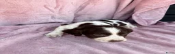 English Springer Spaniel dogs for sale: Millie and her beautiful Babies  in Yeovil - Advert 13