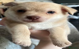 Pomchi dogs for sale: 💙🩵stunning only boy pomchi🩵💙 - Image 1