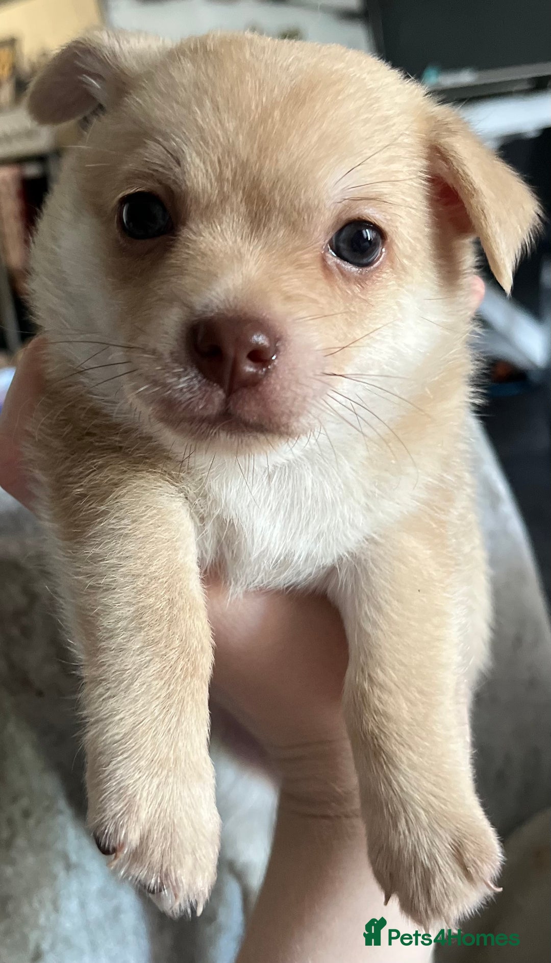 Pomchi dogs for sale: 💙🩵stunning only boy pomchi🩵💙 - Image 1