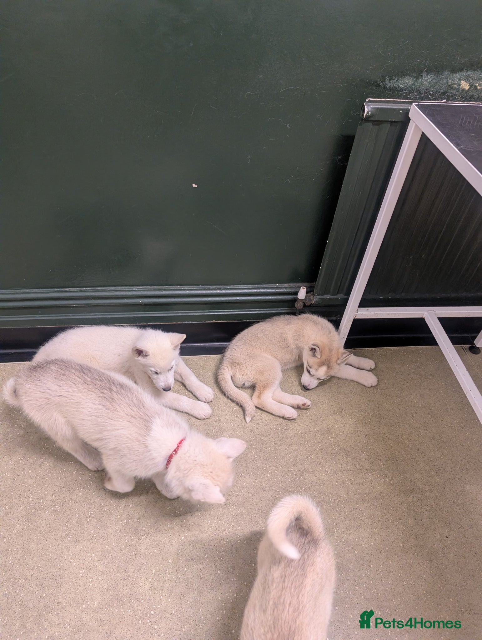 Siberian Husky dogs for sale: Siberian Husky puppies - Advert 7