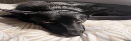 Mixed Breed dogs for sale: Bella - Advert 1