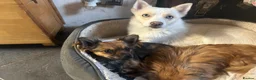 Pomsky dogs for sale: Pomsky Miniature Husky looking for a new home  - Advert 4