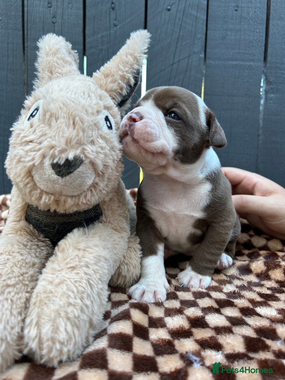 Olde English Bulldogge dogs for sale: MUST SEE OLDE ENGLISH PUPPIES!!  - Image 26