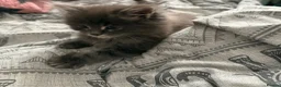 Maine Coon cats for sale: Mainecoon cross kitten  - Advert 3
