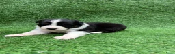Australian Shepherd dogs for sale: Australian Shepherd Puppies  - Advert 22