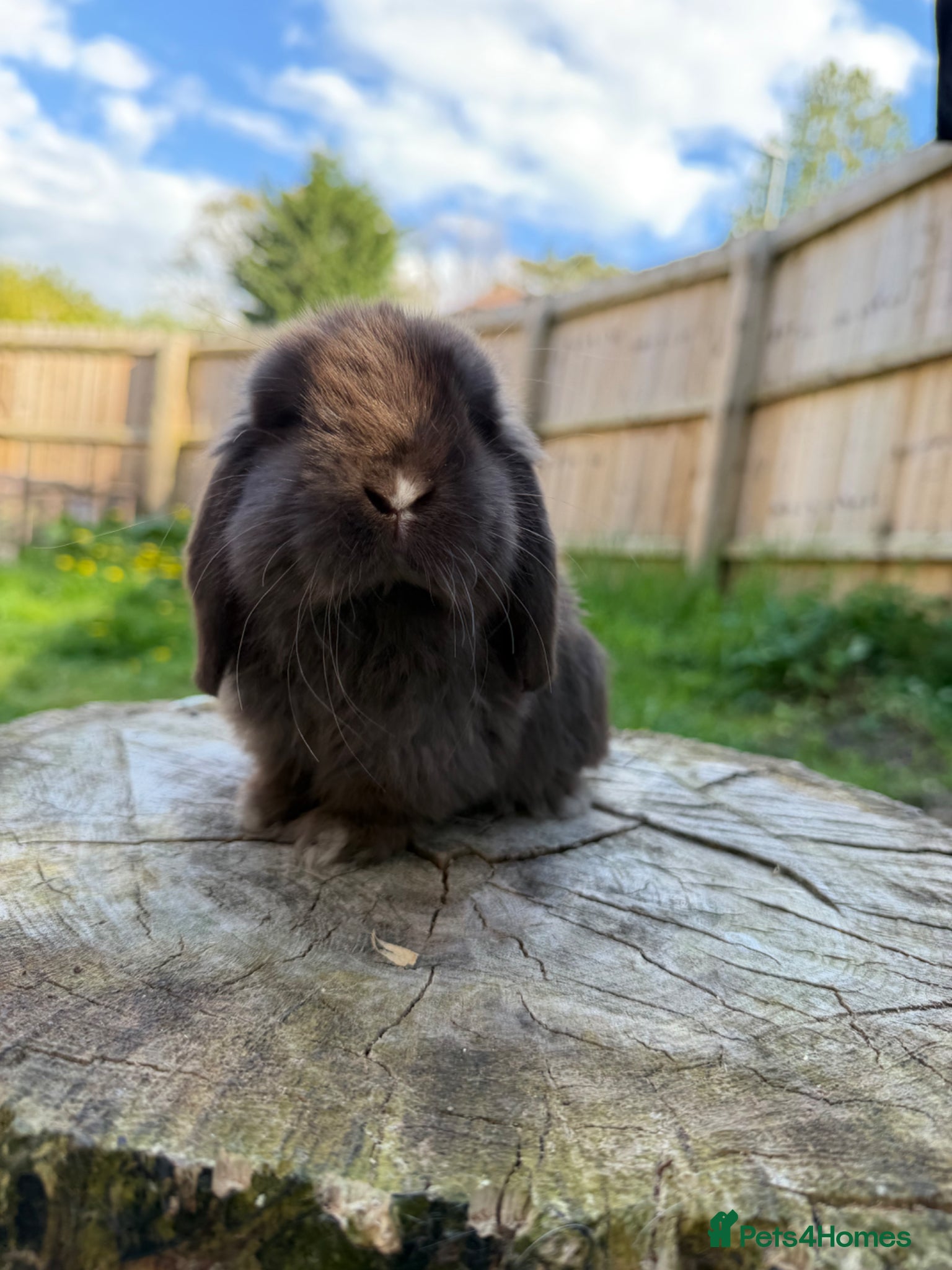 Mini Lop rabbits Mini lops (young adult and sibling buck babies)  - Advert 1