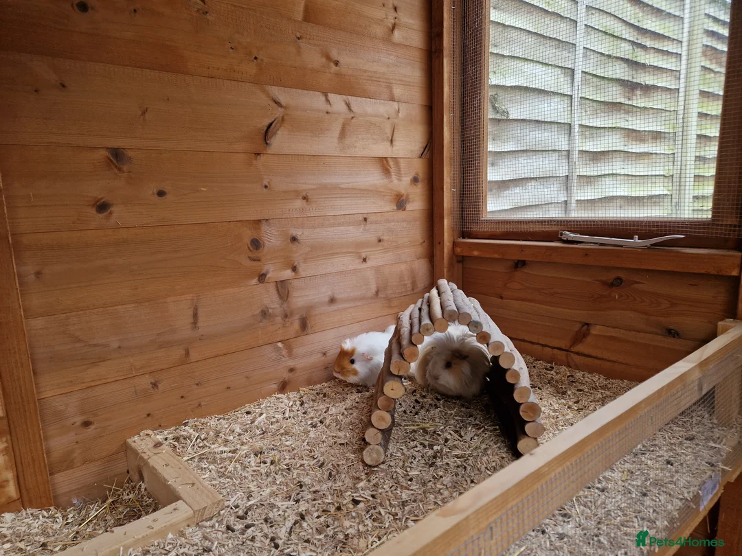 Guinea Pig rodents for sale: 6x female guinea pigs  - Advert 15