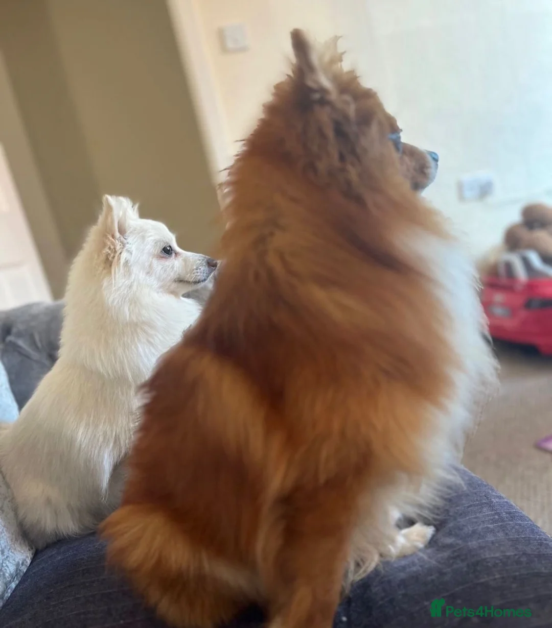Pomeranian dogs for sale: Beautiful Pomeranian  - Advert 4