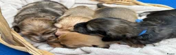 Miniature Dachshund dogs for sale: Exceptional long haired miniature Dachshunds - Advert 4