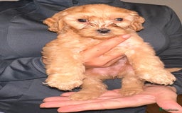 Cavapoo dogs for sale: Stunning Cavapoo puppies - Image 7