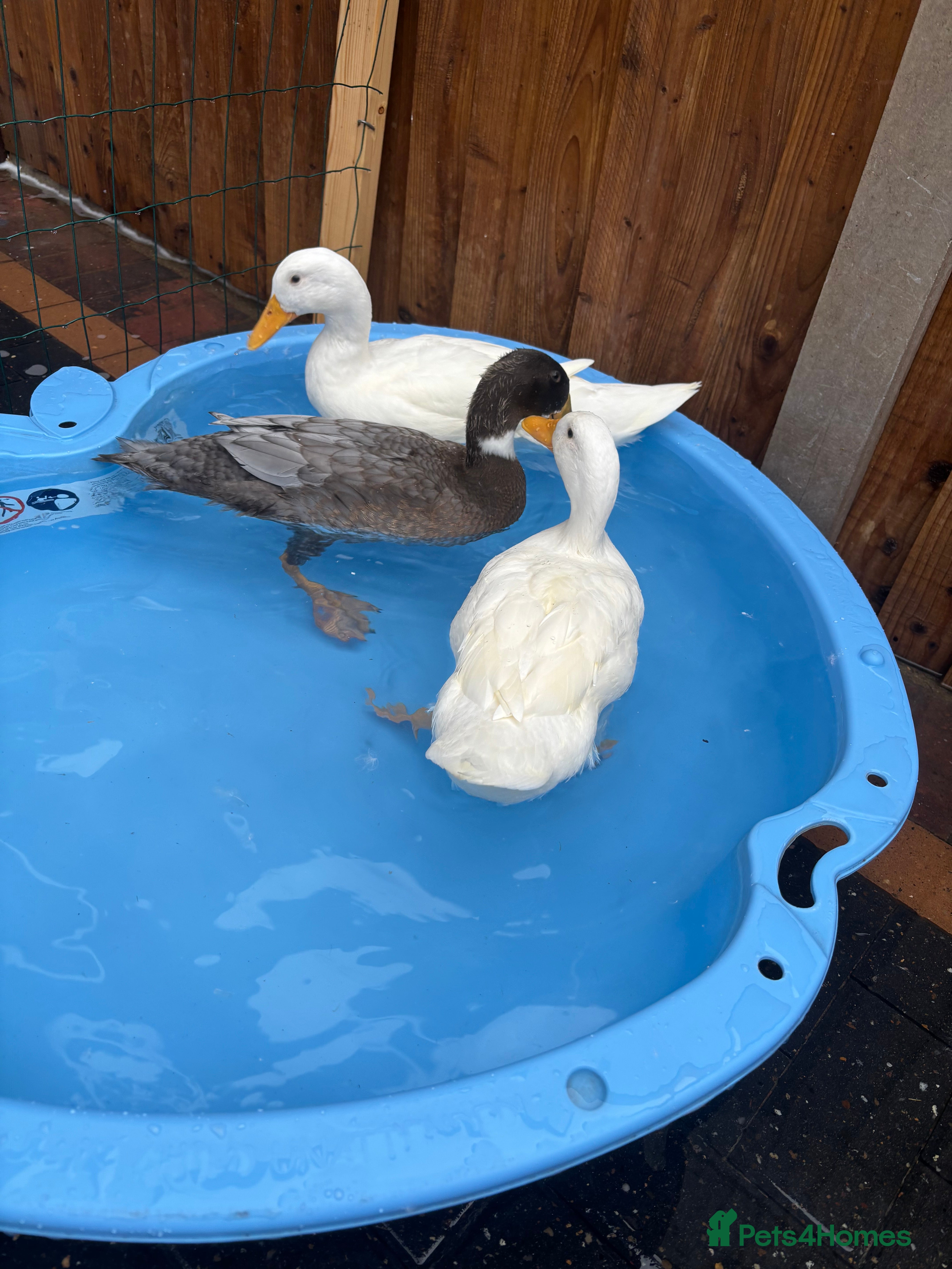 Ducks poultry Ducks looking for new home  - Advert 6