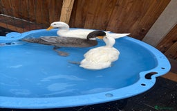 Ducks poultry for sale: Ducks looking for new home  - Image 1