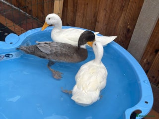 Ducks poultry for sale - Advert 1