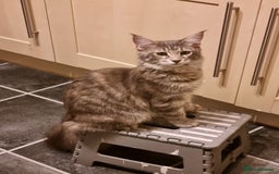 Maine Coon cats for sale: Female Maincoon  - Image 3