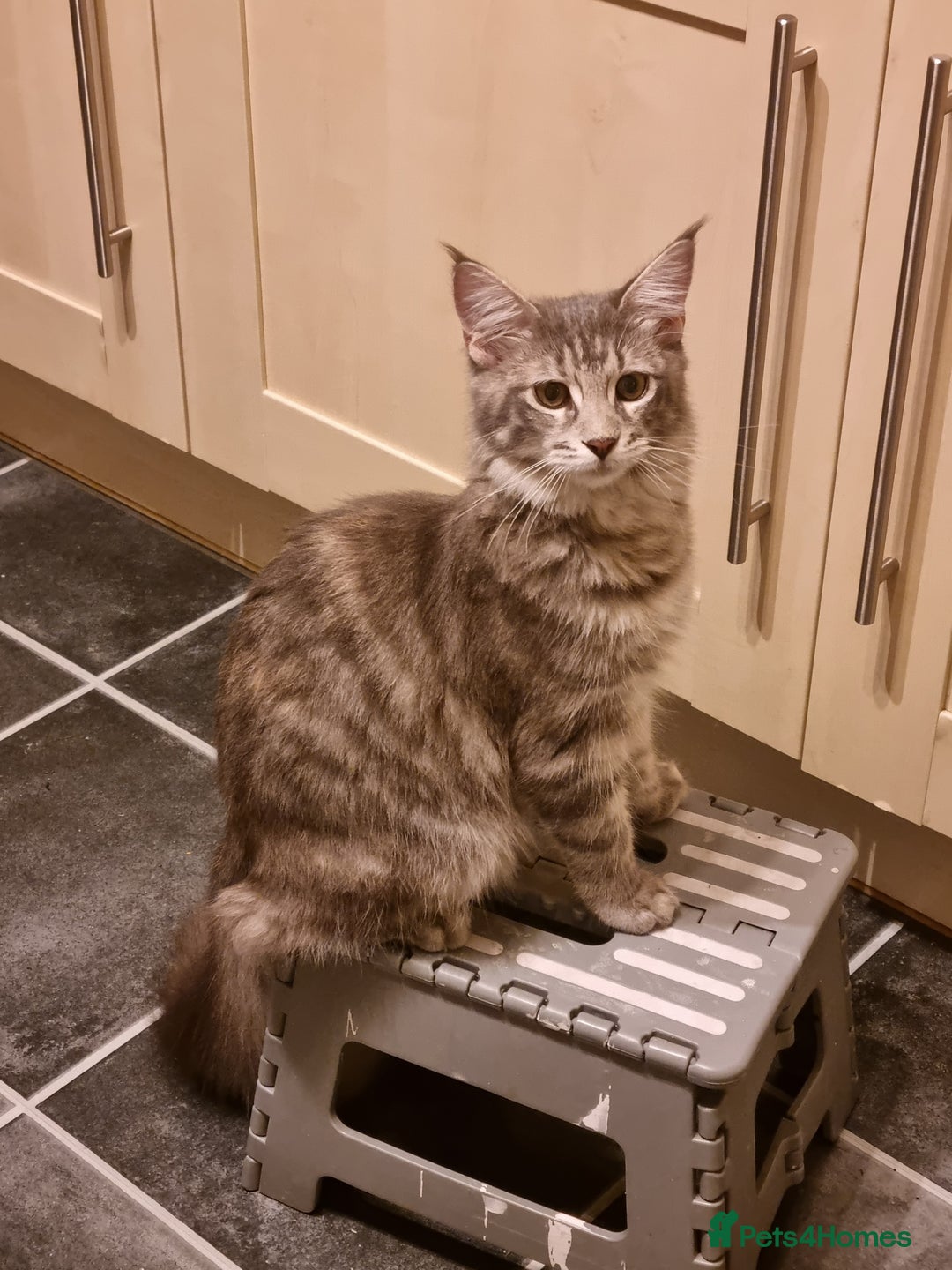 Maine Coon cats for sale: Female Maincoon  - Image 3