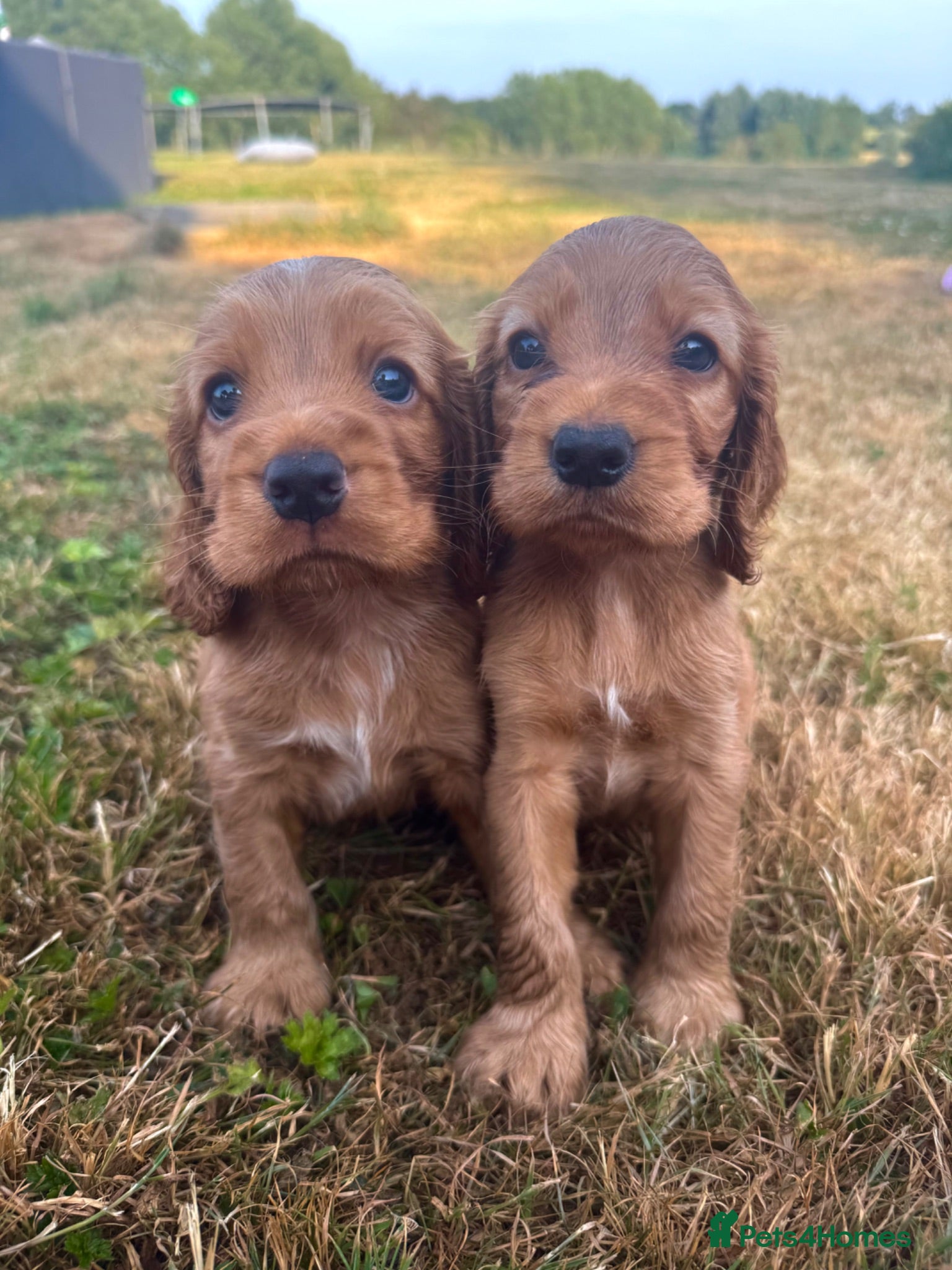 Cocker Spaniel dogs ✨EXCEPTIONAL SHOW COCKER SPANIELS✨ - Advert 14