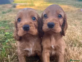 Cocker Spaniel dogs ✨EXCEPTIONAL SHOW COCKER SPANIELS✨ - Advert 14