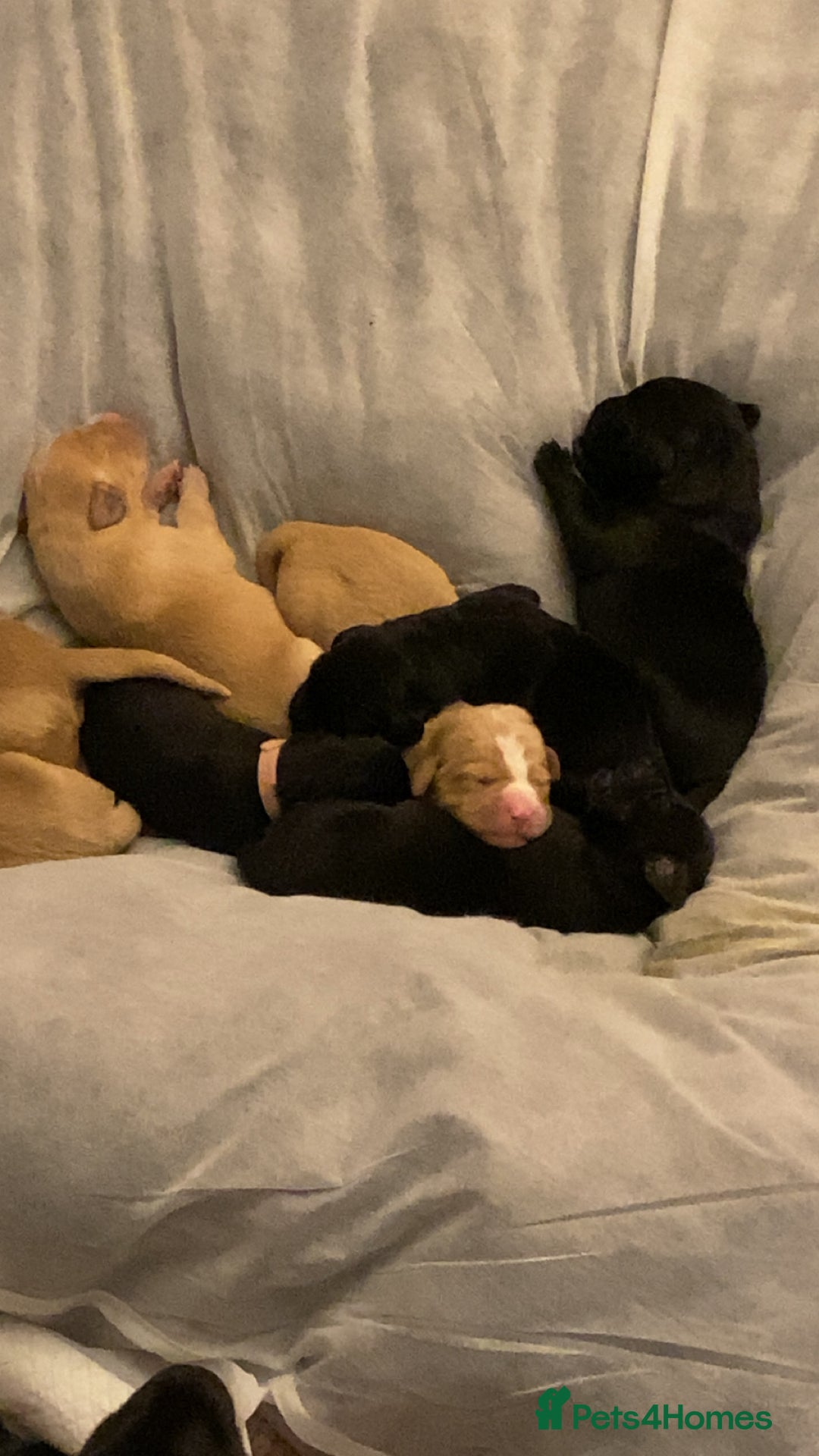Springador dogs for sale: Labrador puppies - Advert 12