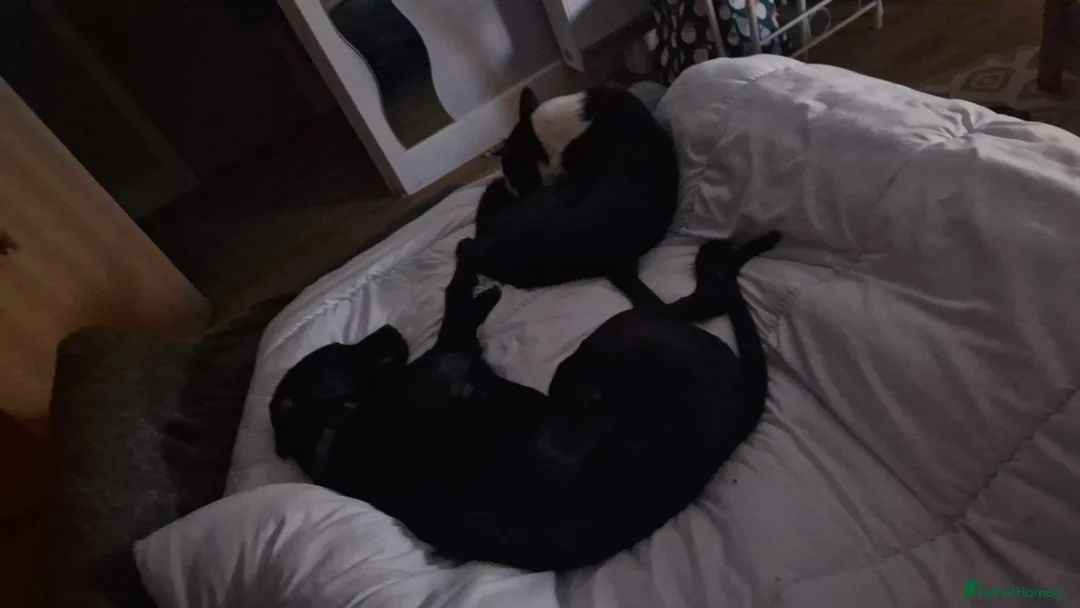 Mixed Breed dogs for sale: Django Cane corso X Greyhound  - Advert 7