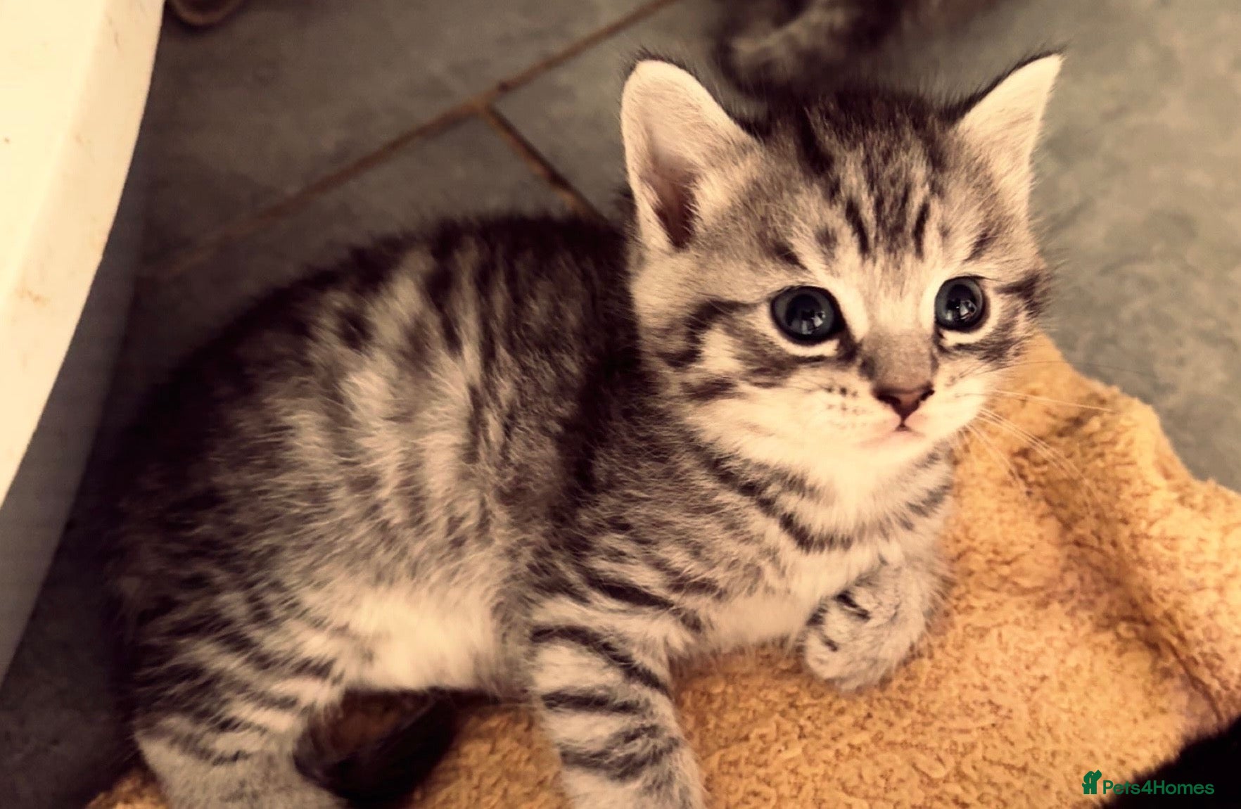 Mixed Breed cats 🐾 Two Gorgeous Male Kittens for Loving Homes 🐾 - Advert 1